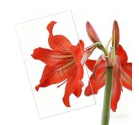 Transparent PET Plastic Sheets 1.5mm Polycarte Panels PVC Boards for Greenhouses DIY Display Projects Phot rts and Versatile