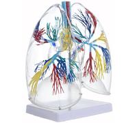 Transparent PVC Respiratory Organ Model Detailed Bronchial Tree Lung Anatomy for Clinical Study Left and Right Lung Model