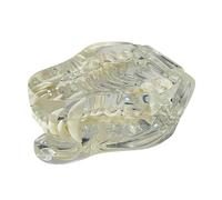 Transparent Teeth Anatomical Model Dental Animals Oral Tooth Jaw for1920