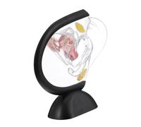 Transparent Uterus Anatomical Model with Visible Wall Structure Detachable PVC Female Reproductive Organ Model Human Torso Model