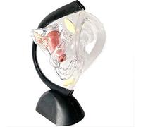 Transparent Uterus Model, 24x21x8cm Pathological Uterprising Planting System Model Medical School Teaching Equipment Human Anatomical Model