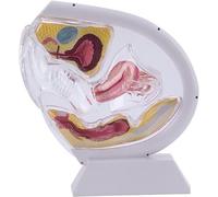 Transparent Uterus Model, Include Pelvic Cavity Abdominal Bladder Ovary Rectum Coccyx Human Uterine Structure Anatomical Model for Teaching & Educational Learning(White)