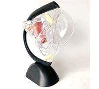 Transparent Uterus Model Medical Teaching Model Female Reproductive System Model Ovary Structure Visual Anatomy Model Fe