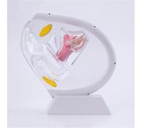 Transparent Uterus Model, Visible Human Vagina Anatomical Model Female Reproductive Organ Model,for Medical Teaching Educational Training,White