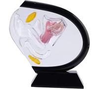 Transparent Uterus Model, Visible Human Vagina Anatomical Model Female Reproductive Organ Model,for Medical Teaching Educational Training,Black