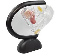 Transparent Uterus Model, Visible Uterine Structure, PVC Anatomy Teaching Tool, Black Base, Abstract Design for Reproductive System Demonstration