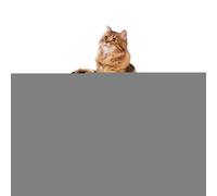 Travel Cat Litter Tray, Foldable Cat Litter Tray For On The Go, Leak-proof Compact Cat Litter Tray For Kitten Travel In The Car Easy Car Trips Hotel Stays Camping Road Trip