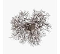 John Metcalfe – Tree – Vinyl LP – Realworld