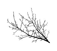 Tree Branch Natural Rooms Wall Stickers 34x40.7cm Multi Color Selection S-Black