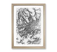 Tree Branches In Central Park New York In Abstract Modern Framed Print | A3 Oak Framed Wall Art | Ready to Hang | Abstract Floral Picture | Living Room Bedroom Lounge Office