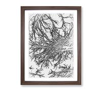 Tree Branches In Central Park New York In Abstract Modern Framed Wall Art Print, Ready to Hang Picture for Living Room Bedroom Home Office Décor, Walnut A4 (34 x 25 cm)