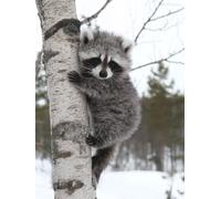 Tree Diamond Art Kits Adults, Diamond Painting Raccoon Crystal Art Kits for Kids Beginners, 5D Full Drill Round Gem Dots Embroidery Paintings Crafts Picture, Hobbies for Adults Women 60x80cm 8a-709