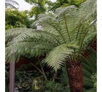 Tree Fern Dicksonia Antarctica Hardy Outdoor Ferns Jungle Plant 30cm Trunk Plant Theory Green One Size