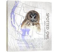 Tree Free EcoArt Wall Plaque, 11.25 x 11.25 Inches, Spotted Owl by Roger Tory Peterson (85277)