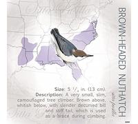 Tree-Free Greetings Refrigerator Magnet, 3.5x3.5 Inches, Brown-Headed Nuthatch by Roger Tory Peterson (62363), 3.5 x 3.5