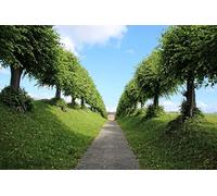 tree-lined path-Adult 2000-Piece Wooden Puzzle Boards, Classic Challenge, Impossible 14 years+