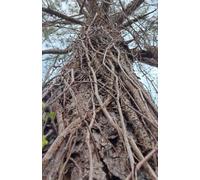Tree: The Pleasant Grove Horror