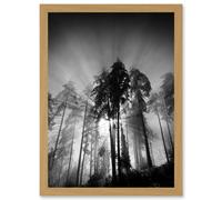 Trees Light Fog Black White Moonlit Forest A4 Artwork Framed Wall Art Print Artery8 Light Oak One Size