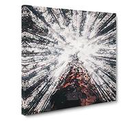 Trees Touching the Sky Canvas Print | Gallery Wrapped 30mm Frame Wall Art | 20x20 inches | Ready to Hang | Abstract Landscape Picture | Living Room Bedroom Lounge Office