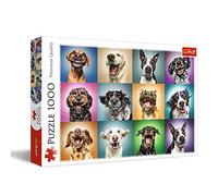 Funny Dog Portraits