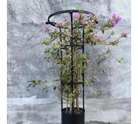 Trellis for Climbing Plants Outdoor, Vertical Metal Umbrella Trellis Tower Frame Garden Obelisk 90 120 150 180 210CM Flower Support for Garden, Yard Rose Obelisk(Black,HIGH: 210cm/6.9ft)