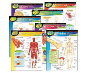 TREND Enterprises INC. T-38913 The Human Body Learning Charts Combo Pack Set of 7 Multi 22"" x 17""