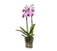 TREND FOR HOME Orchid Pots 13.5 cm Glass Orchid Pot Glass Plant Pot Transparent Tall Glass Flower Pots Plant Container Decorations for Living Room Flared Planter | 21000 ml | ⌀ 12.5 cm | Orchid