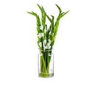 TREND FOR HOME Wide Neck Sunflower Vase - Clear Glass, Ø 16 cm, 5080 ml, H: 29.5 cm, Large Flower Vase
