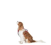 Trespaws Pet Car Safety Harness Tanked