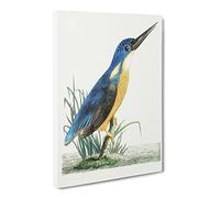 Tridigitated Kingfisher By George Shaw Canvas Print | Gallery Wrapped 30mm Frame Wall Art | 20x14 inches | Ready to Hang | Retro Bird Picture | Living Room Bedroom Lounge Office