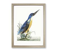 Tridigitated Kingfisher By George Shaw Vintage Framed Print | A3 Oak Framed Wall Art | Ready to Hang | Classic Nature Picture | Living Room Bedroom Lounge Office