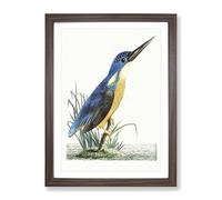 Tridigitated Kingfisher By George Shaw Vintage Framed Print | A3 Walnut Framed Wall Art | Ready to Hang | Classic Nature Picture | Living Room Bedroom Lounge Office