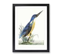 Tridigitated Kingfisher By George Shaw Vintage Framed Print | A4 Black Framed Wall Art | Ready to Hang | Classic Nature Picture | Living Room Bedroom Lounge Office