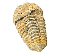 Trilobite Fossils (1, 2" Inches)