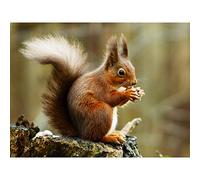 Trimming Red Squirrel Eating Forest Nature Photo Premium Wall Art Canvas Print 18X24 Inch