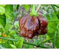 Trinidad Moruga Scorpion Chocolate - 10 Fresh Scorpion Chocolate Seeds