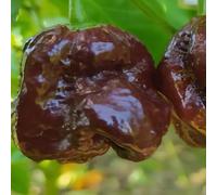 Trinidad Scorpion Black,10 seeds,Capsicum chinense (442)