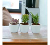 Trio of Succulent Plants in 6cm White Ceramic Pots - Ideal Indoor Gift