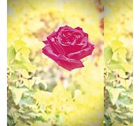 Trip (Coke Bottle Clear/Yellow Vinyl)-LAMBCHOP