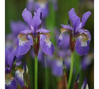 Tropic Night Siberian Iris Perennials Flowering Plants Iris 2L Pot Plant Theory Green One Size