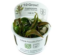 Tropica 1-2-Grow Cryptocoryne Undulata Broad Leaf Aquarium Live Plant