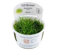 Tropica Eleocharis Acicularis Mini 1-2-Grow