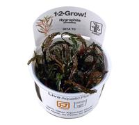 Hygrophila pinnatifida Tropica 1-2-Grow In Vitro Live Aquarium Plant Shrimp Safe