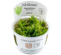 Tropica 1-2-Grow Pogostemon Deccanensis Aquarium Live Plant