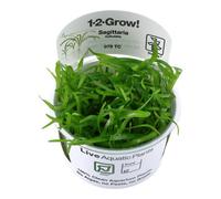 Tropica In Vitro 1-2-grow! Sagittaria Subulata