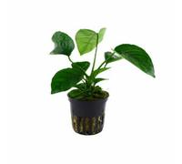 Tropica Anubias Barteri Caladiifolia Live Aquatic Plant Pot