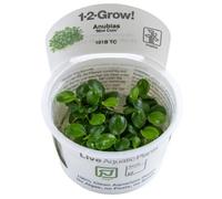 Tropica Live Aquarium Plants to Attach to Rocks/Wood Tank Aquascape 1-2-Grow