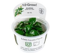 Tropica Anubias Barteri Nana Easy Foreground Attach Aquarium Plant