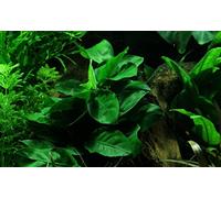 Tropica Anubias Barteri V. Nana On Lava Stone - Small