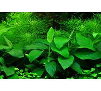 Tropica Anubias barteri var nana
